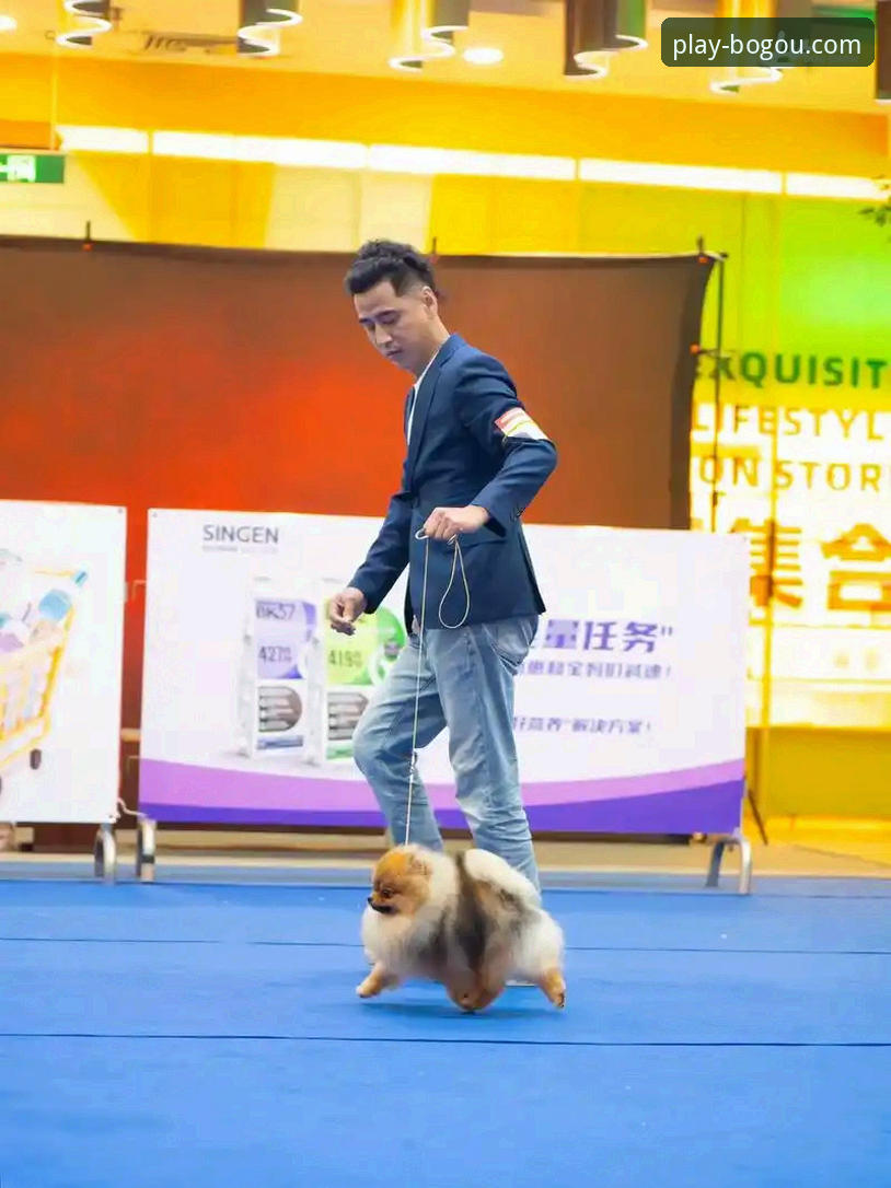 博狗入驻最新版 为什么博狗入驻最新版能成为体育竞猜玩家的首选?