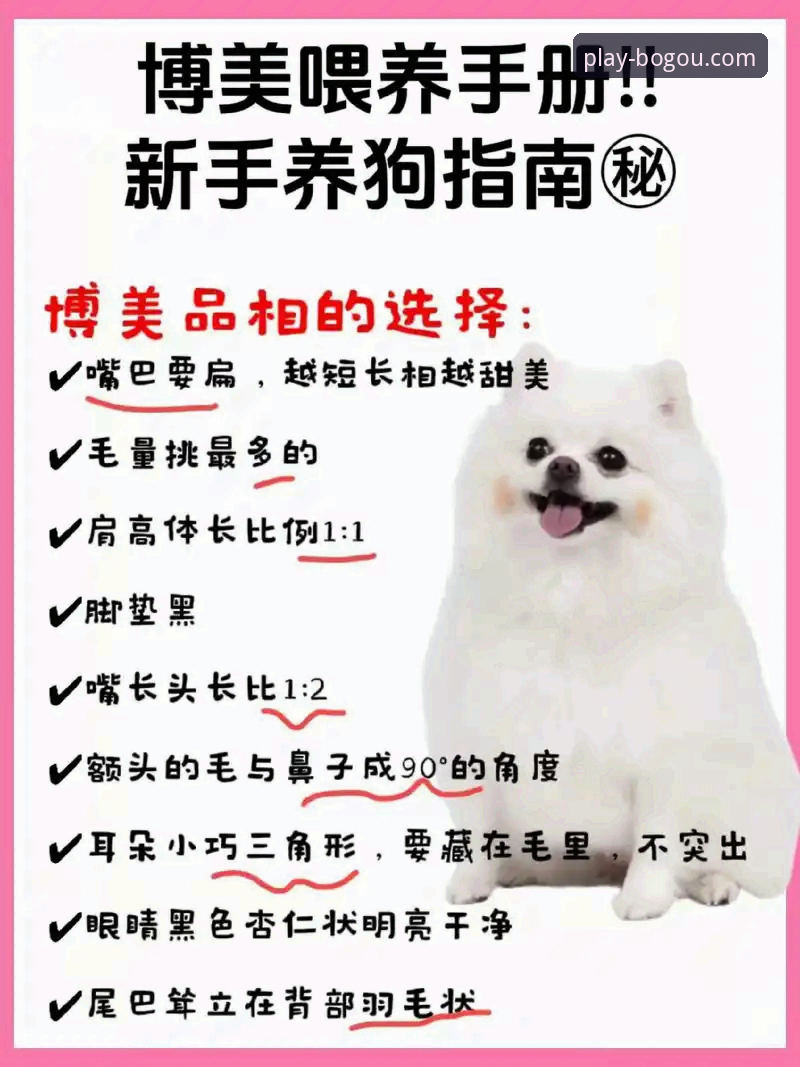 博狗品牌可靠吗 新手必看!5个关键点帮你判断博狗品牌可靠吗