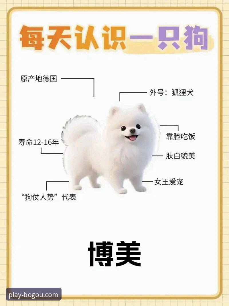 最新博狗品牌可靠吗 揭秘最新博狗品牌可靠吗?从新手到老玩家的真实体验全记录