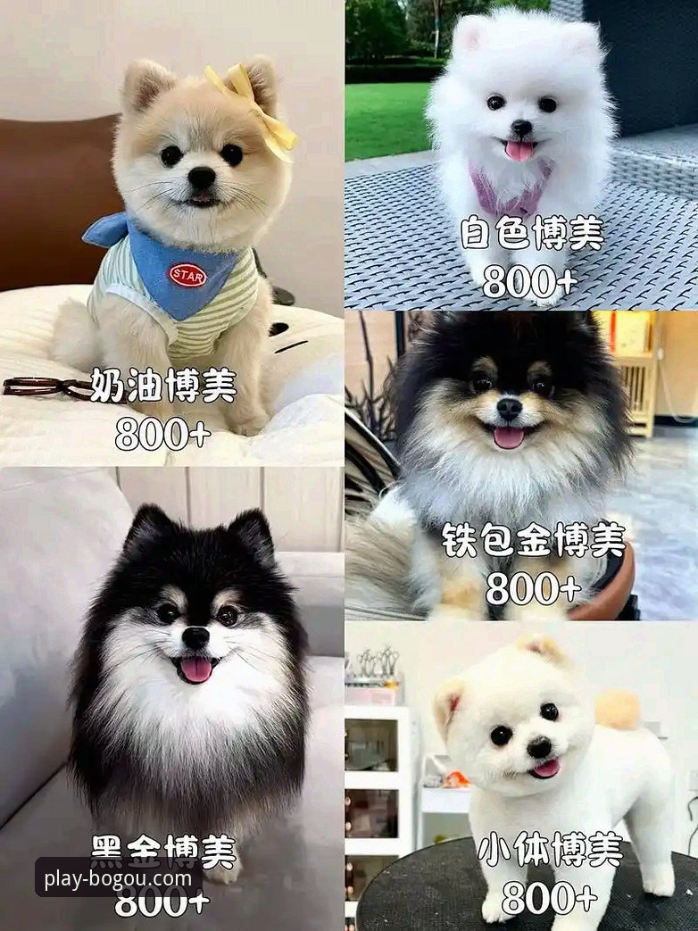 博狗怎么样2026最新版本 博狗2026最新版本深度评测:实战派带你摸清老牌平台的底牌